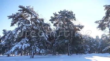 生活方式冰雪覆盖的冬季森林。 慢动作视频。 冬天的松林在雪的阳光下